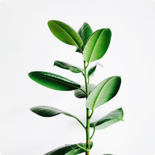 Green plant growing - About our campaign