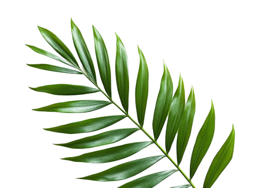 Decorative leaf